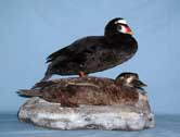 Surf Scoter Pair